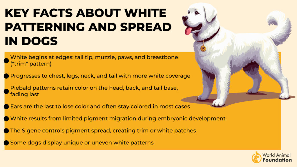 Key Facts About White Patterning and Spread in Dogs