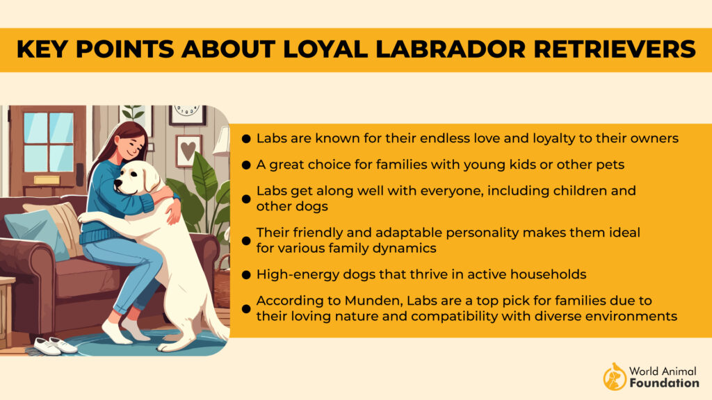 Key Points About Loyal Labrador Retrievers