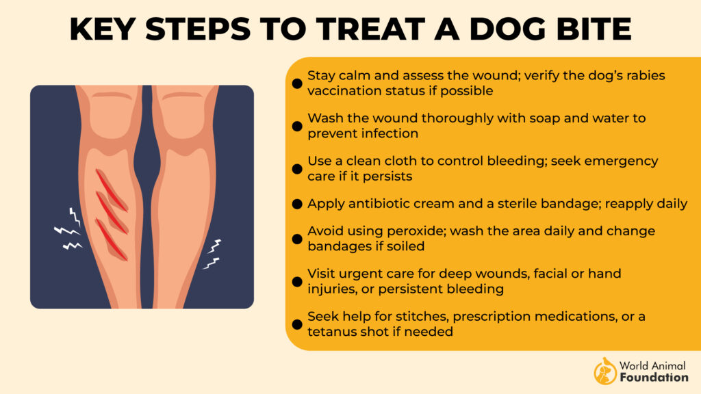 Key Steps to Treat a Dog Bite