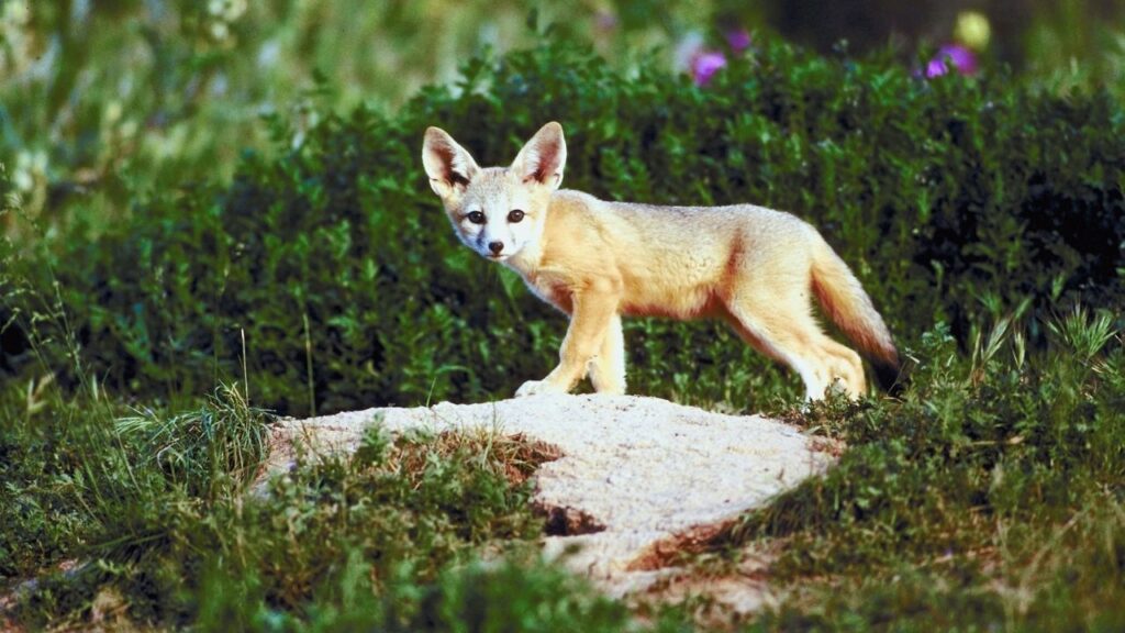 Kit Fox