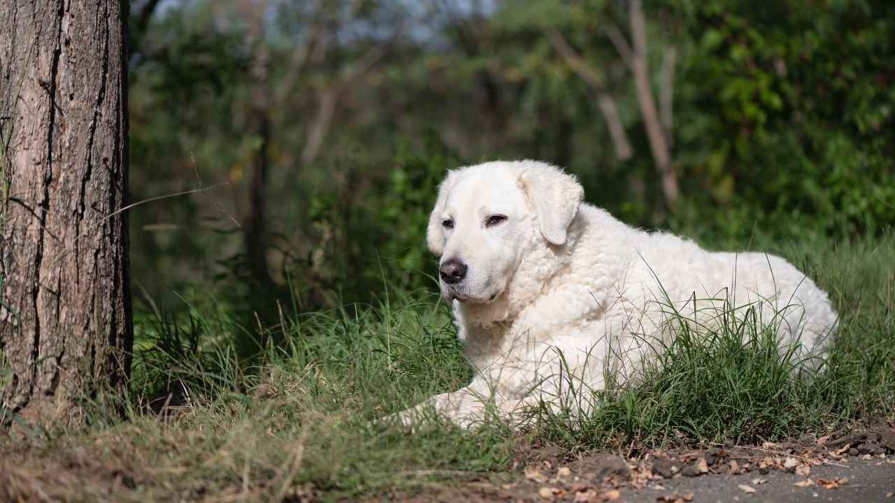 Kuvasz