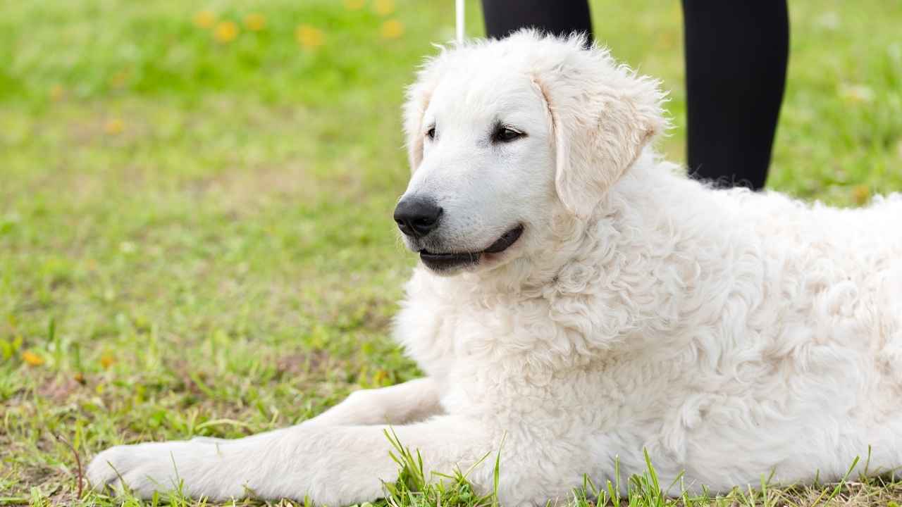 Kuvasz