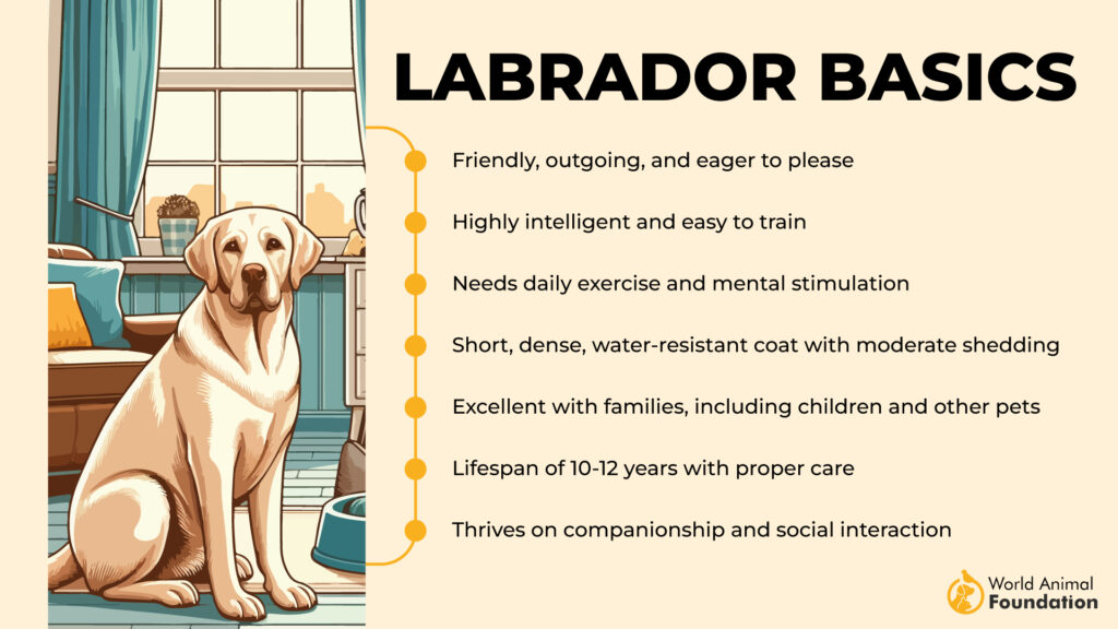 Labrador Basics