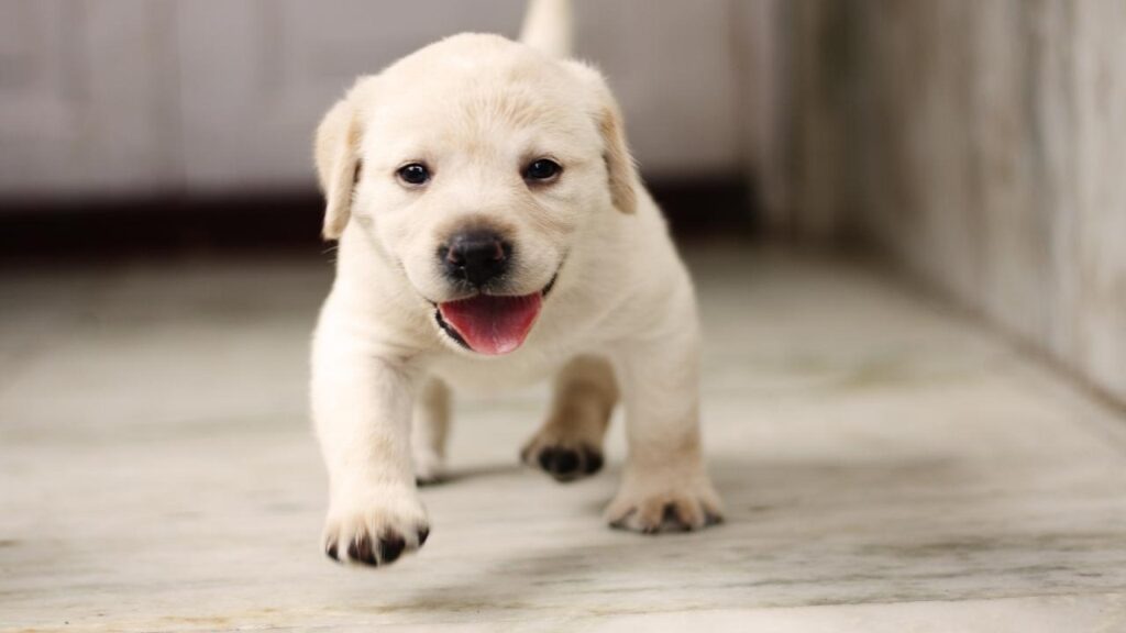 Labrador Retriever Puppies