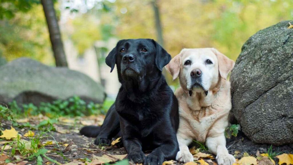 smart Hunting Dogs