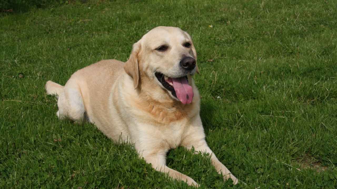 Labrador Retriever