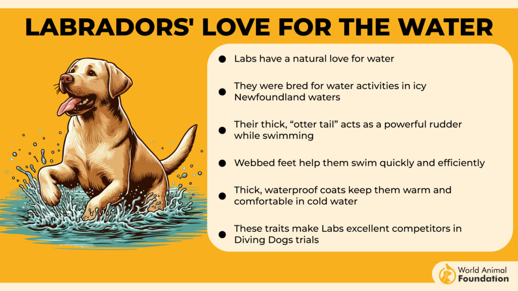 Labradors' Love for the Water