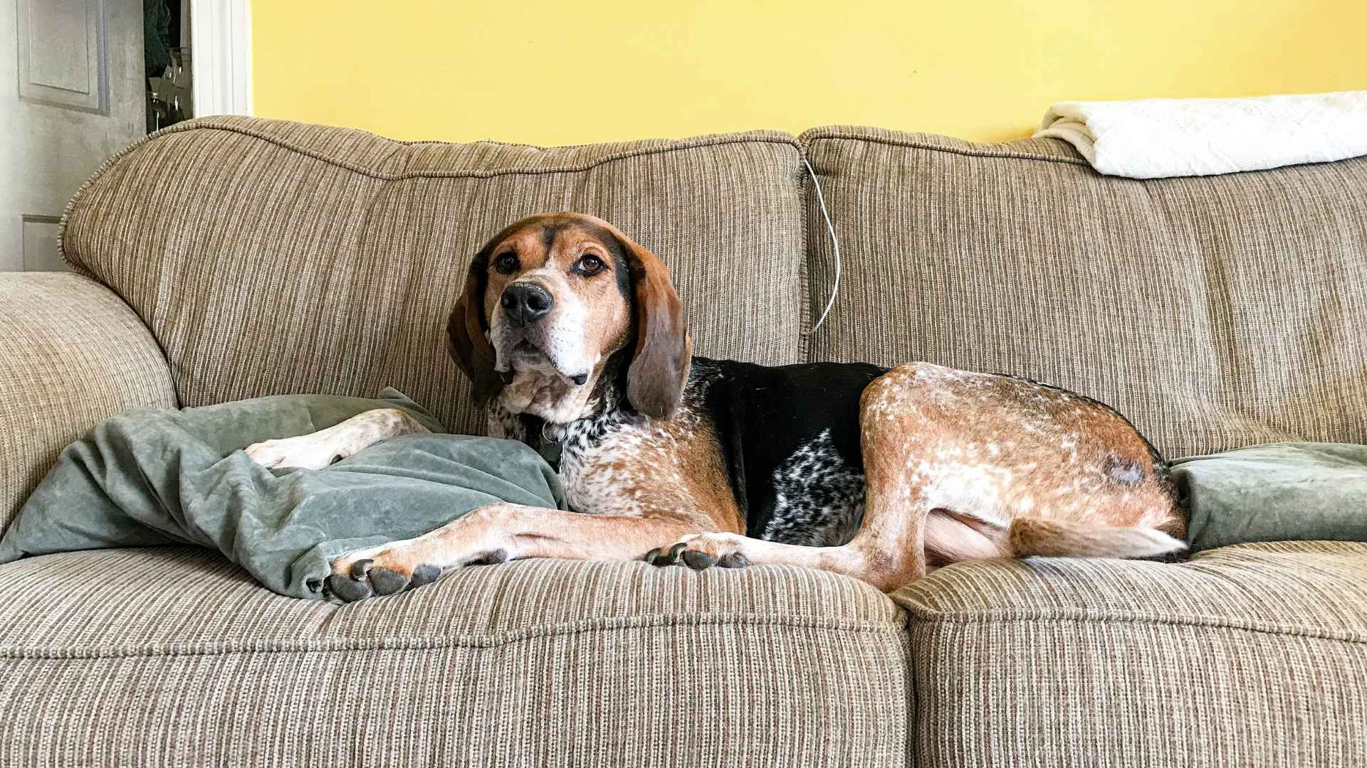 7 Laid Back Dog Breeds For A Relaxed Home Environment EN Pet YOLO