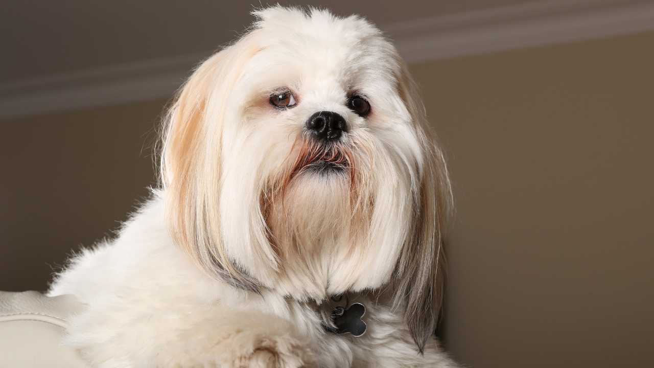 Lhasa Apso