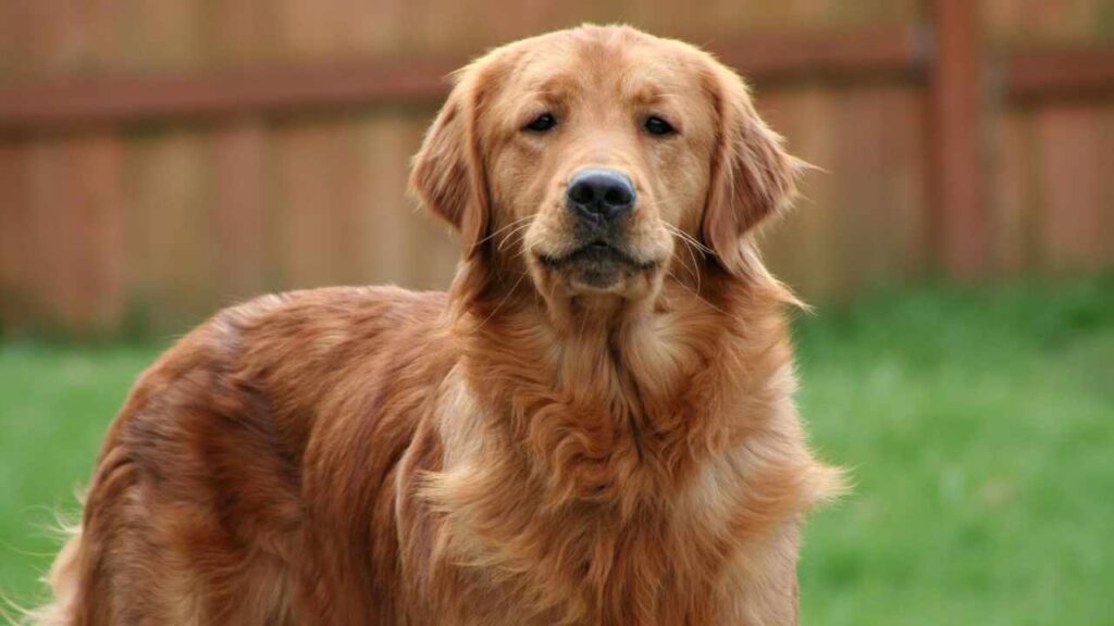 Limitations of Golden Retrievers as Guard Dogs