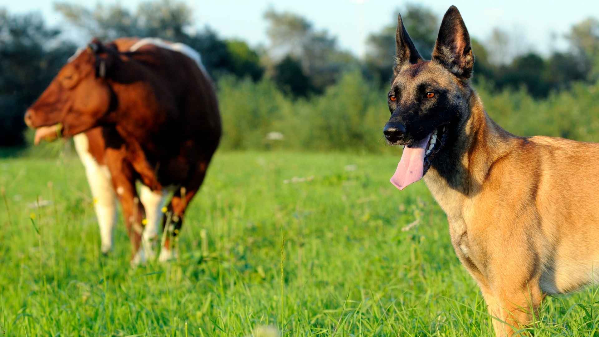 Livestock Guard Dog Breeds