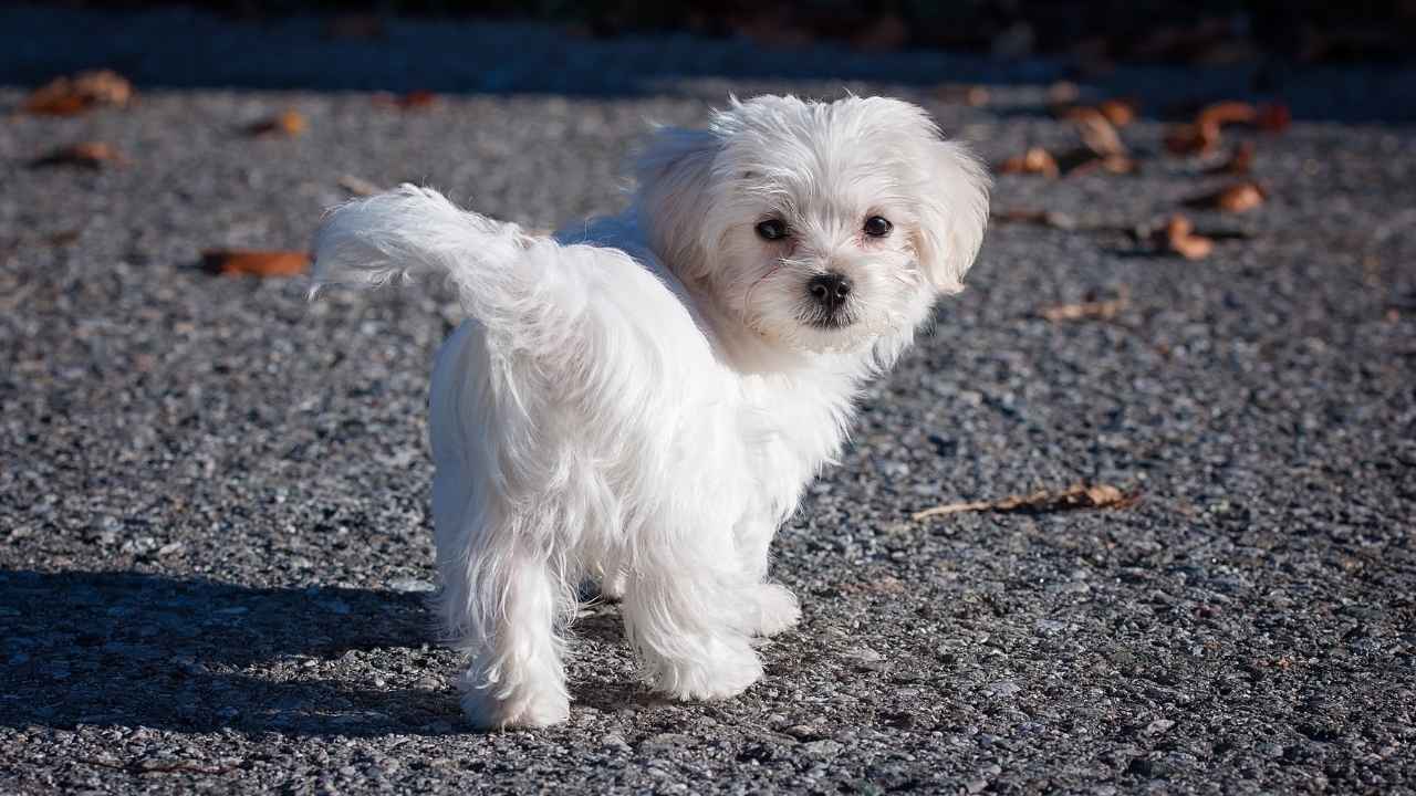 Maltese