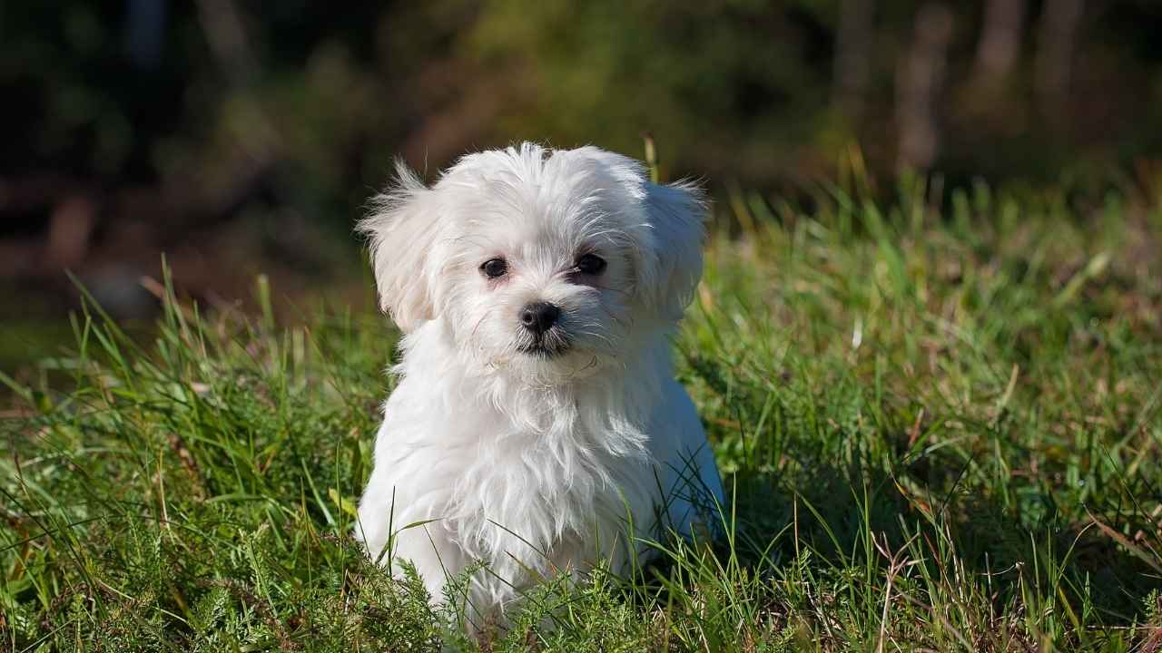 Maltese