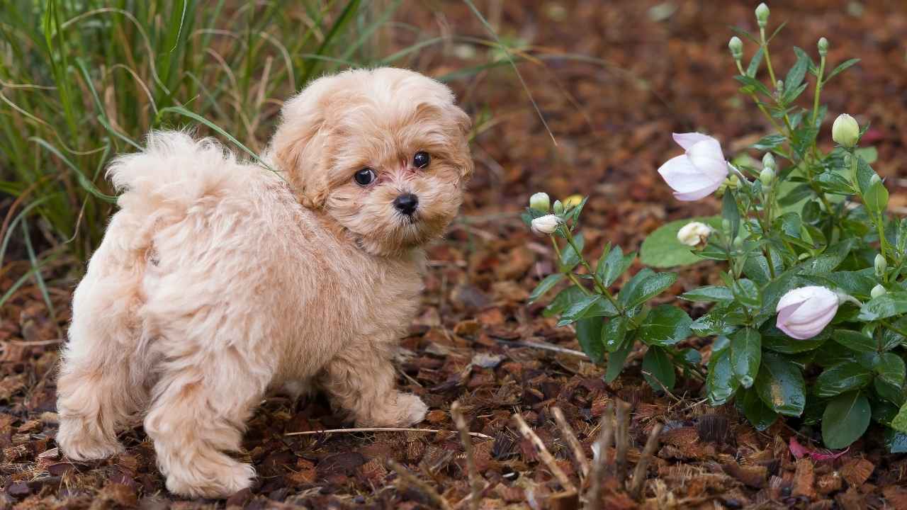 Maltipoo