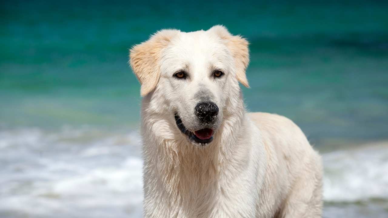 Maremma Sheepdog