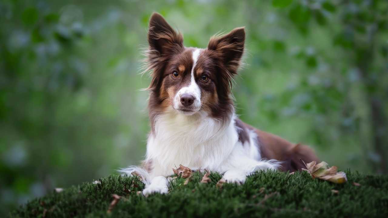 Miniature American Shepherd