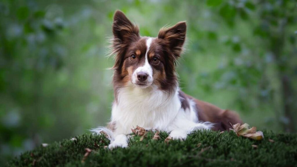 Miniature American Shepherd