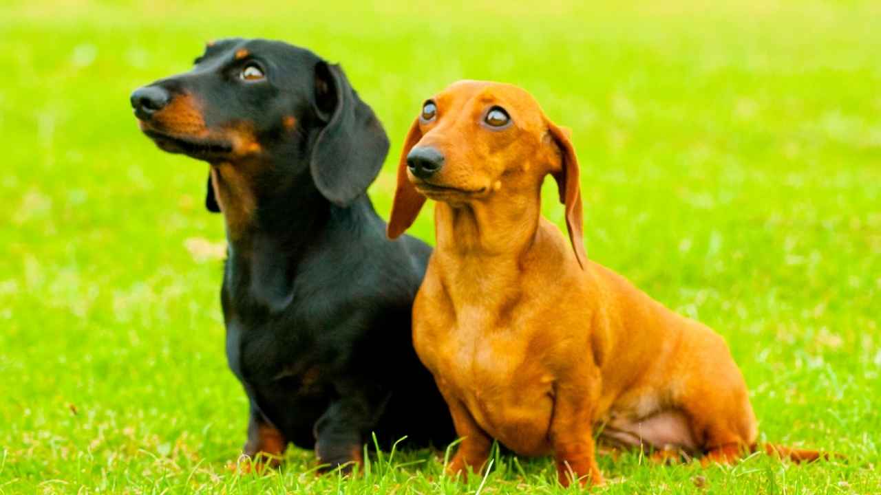 Miniature Dachshund