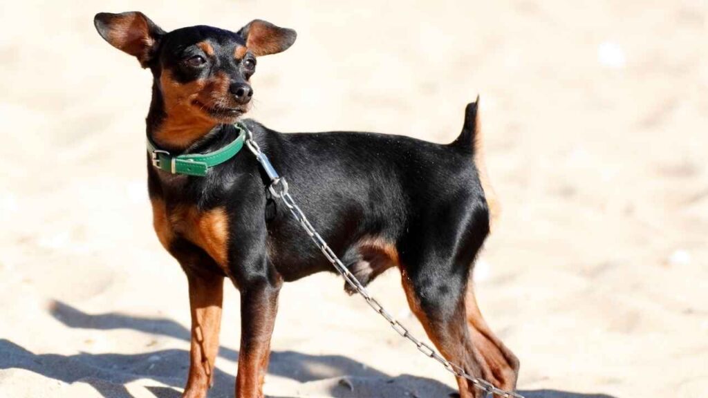 top 10 Fearless Small Dog Breeds