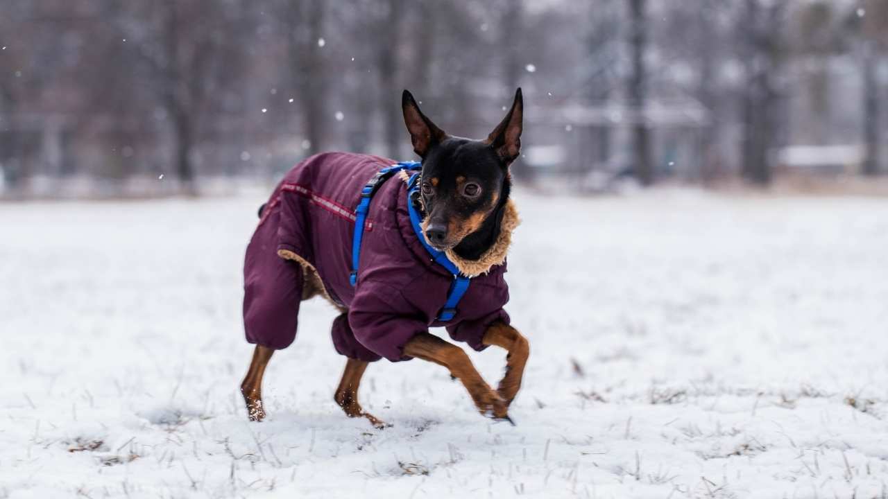 Miniature Pinscher