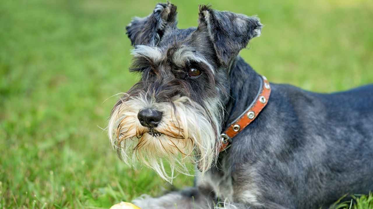 Miniature Schnauzer