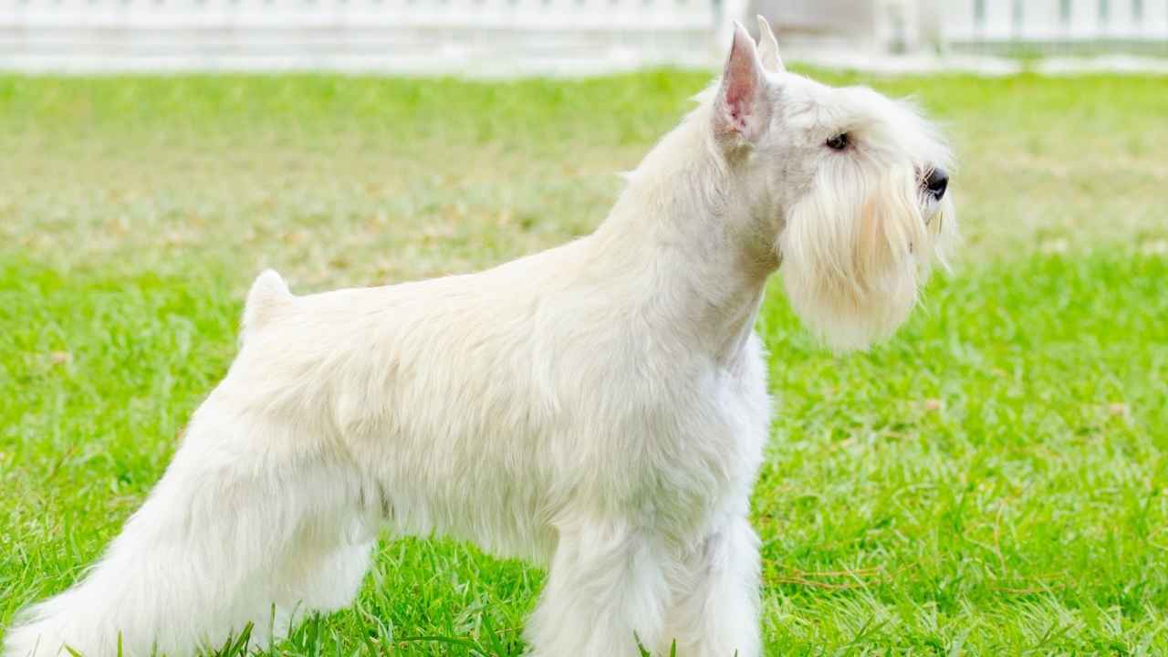 Miniature Schnauzer