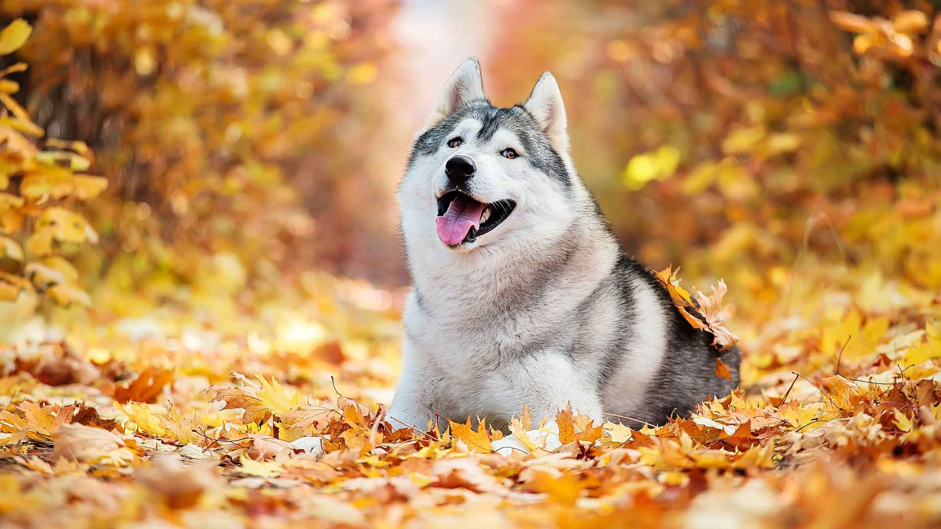 Most Cutest Dog Breeds