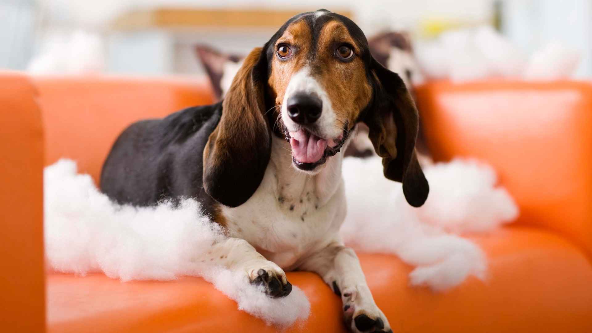 Most Destructive Dog Breeds