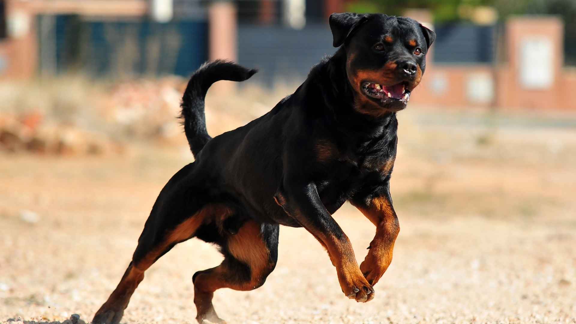 Most Fearless Dog Breeds 1