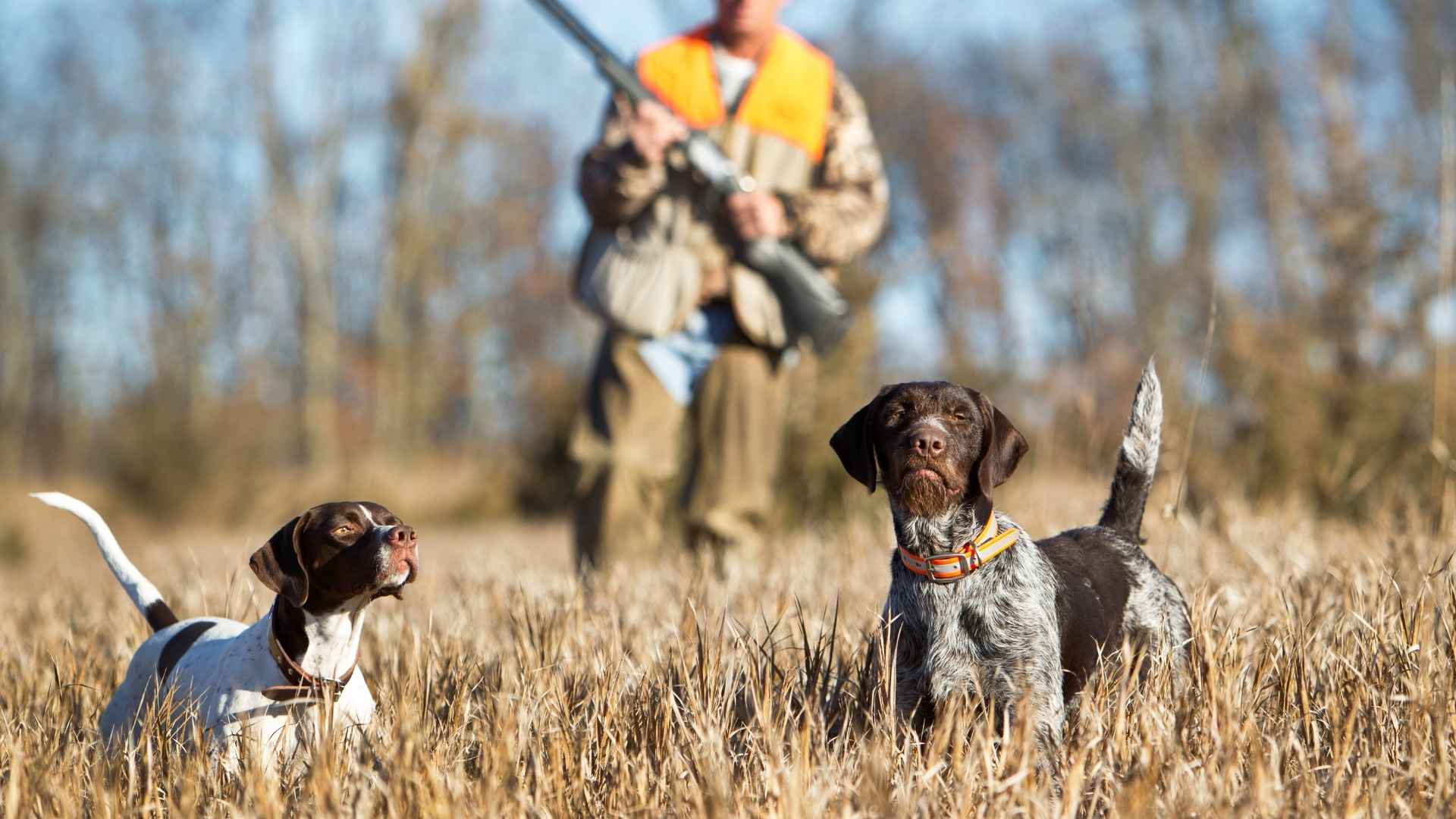 Most Intelligent Hunting Dog Breeds