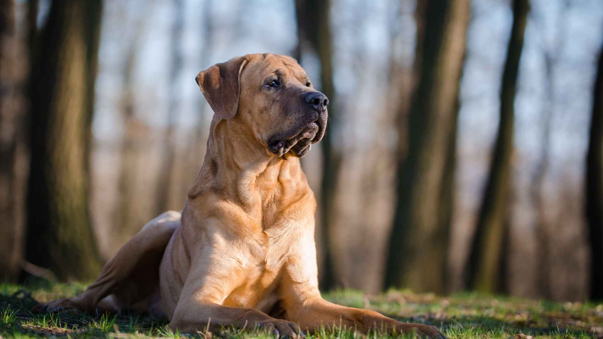 Most Unpredictable Dog Breeds