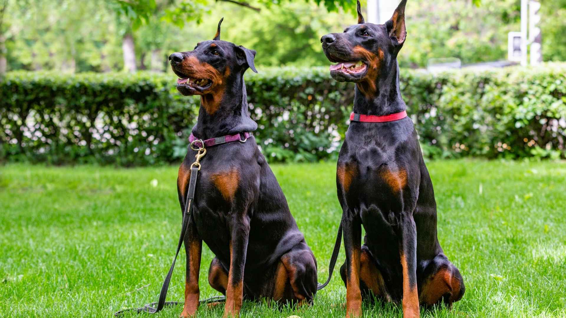 Most Vigilant Dog Breeds