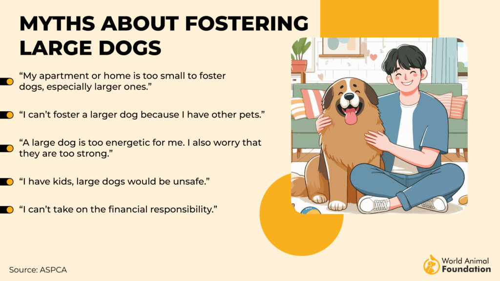 Myths About Fostering Large Dogs