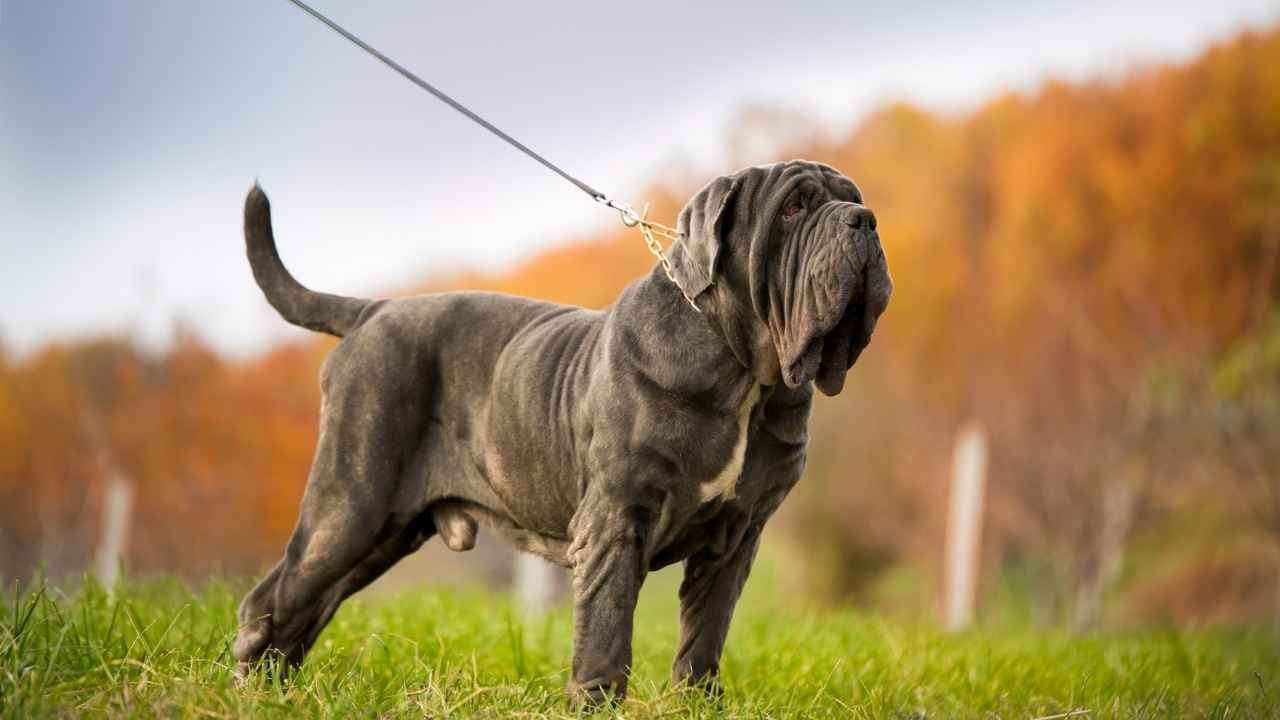 Neapolitan Mastiff