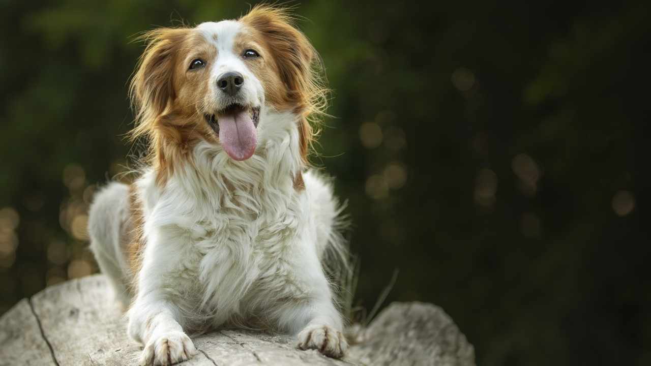 Nederlandse Kooikerhondje