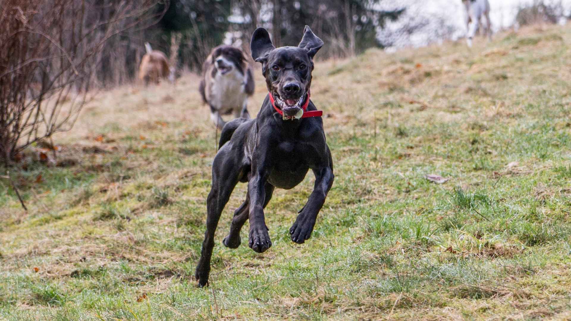 Off Leash Dogs