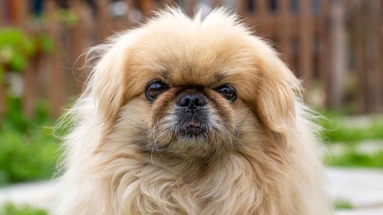 Pekingese