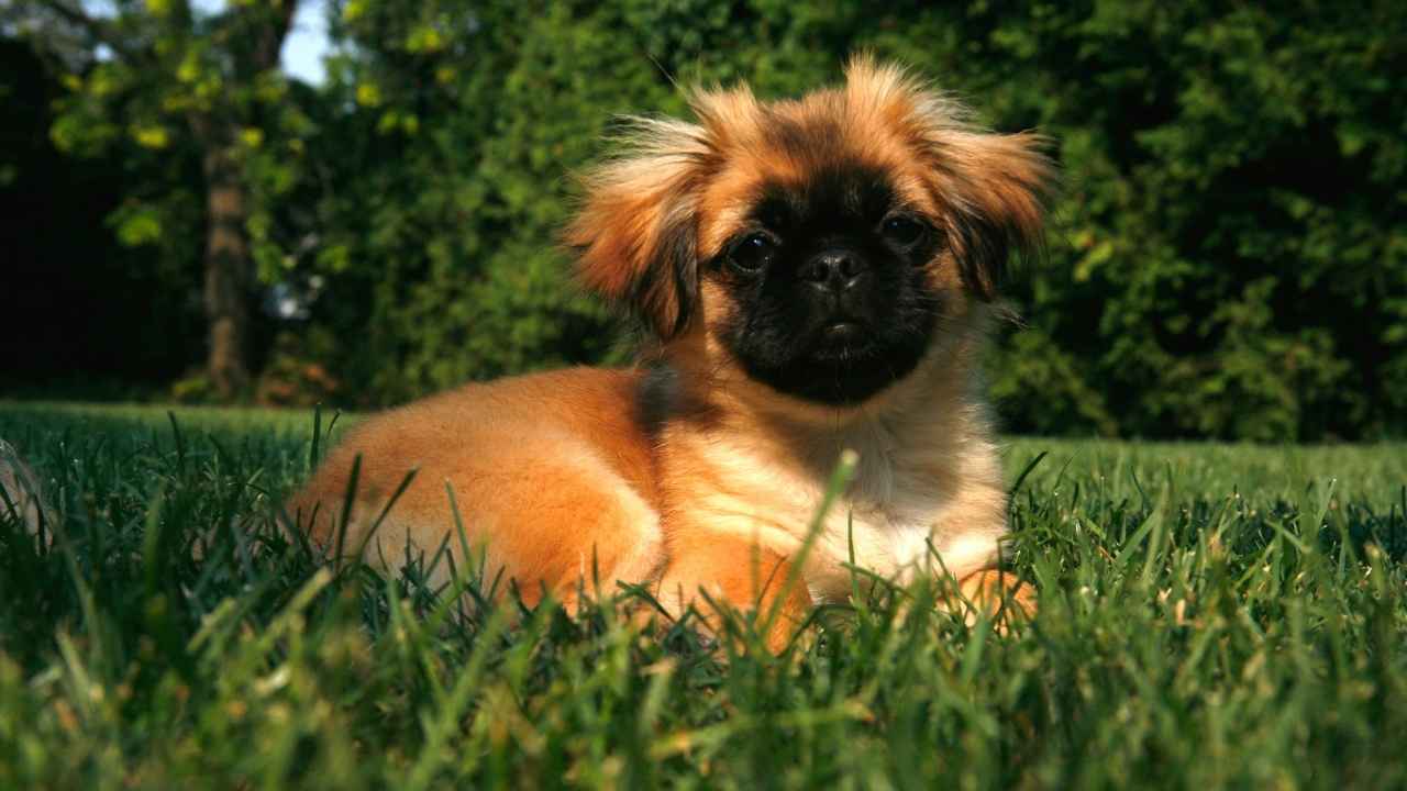 Pekingese