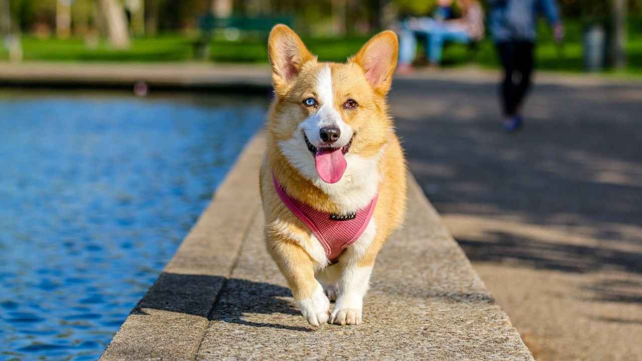 Pembroke Welsh Corgi