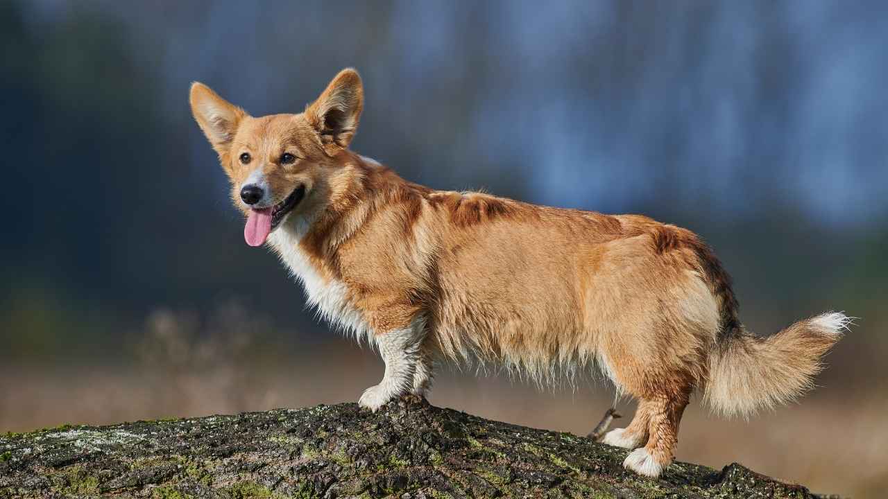 Pembroke Welsh Corgi