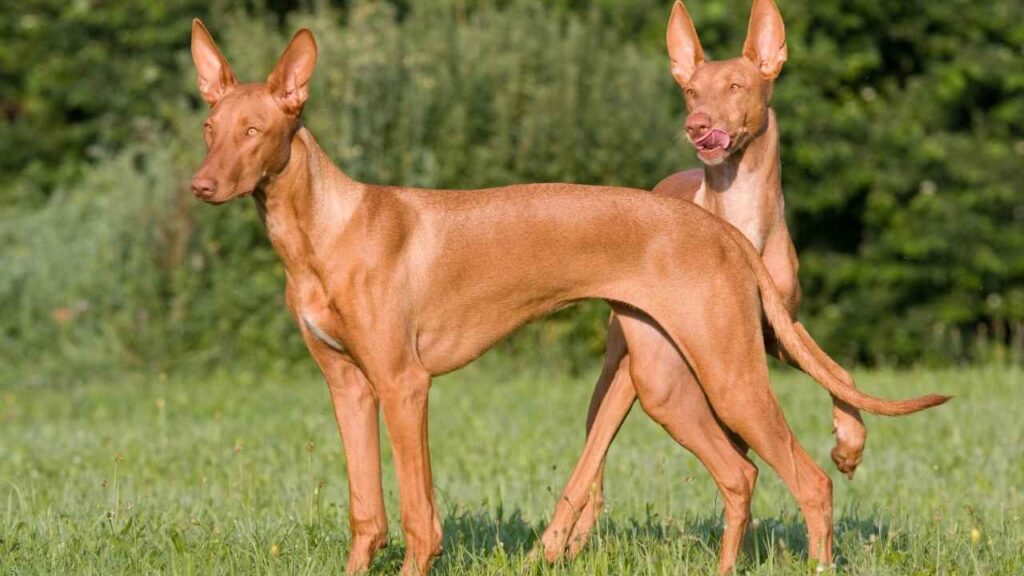 Pharaoh Hound