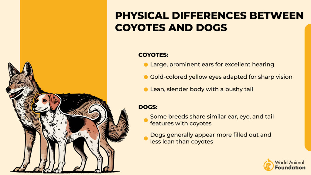 Physical Differences Between Coyotes and Dogs