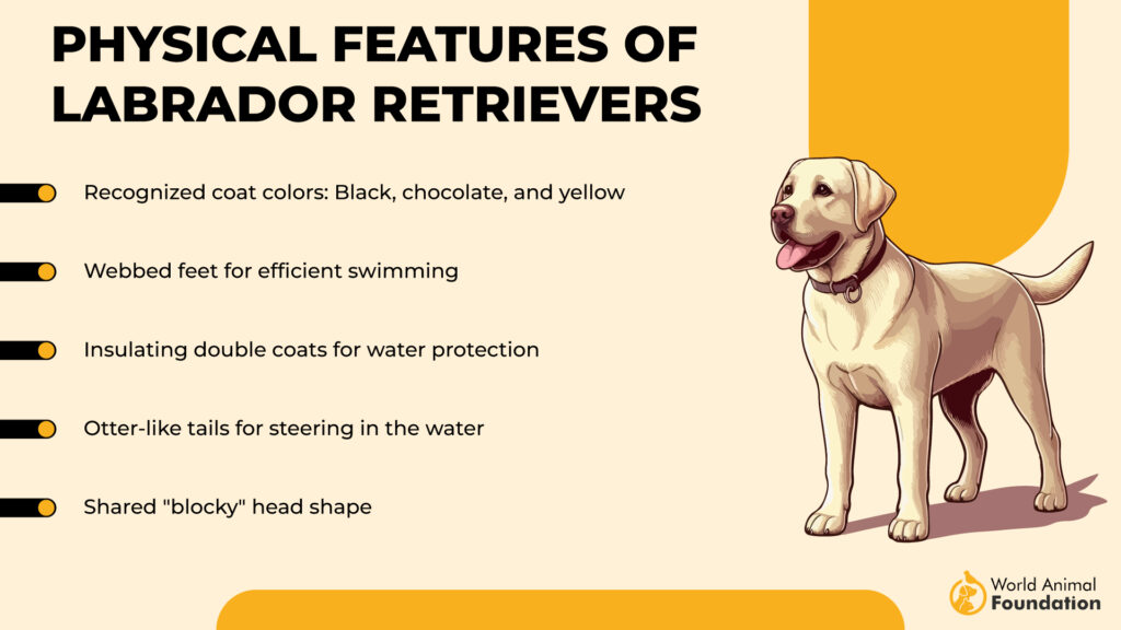 Physical Features of Labrador Retrievers