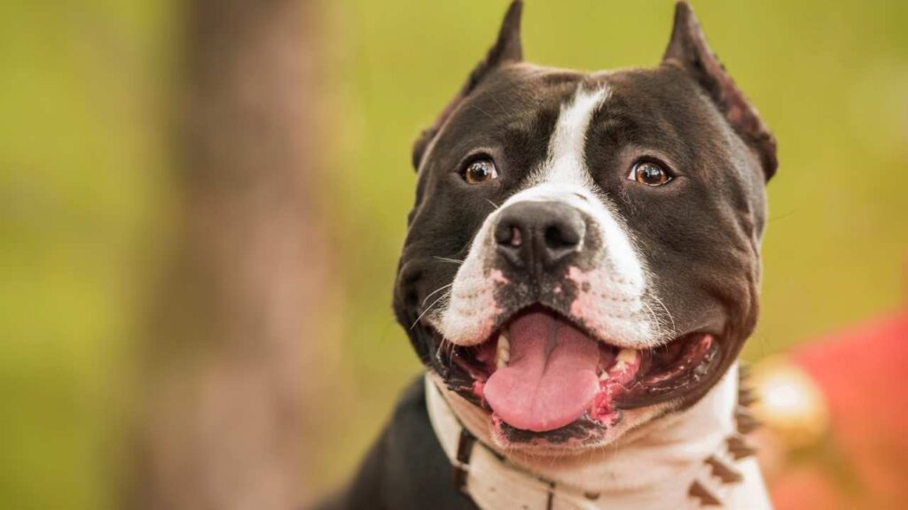 fun facts about pit bulls