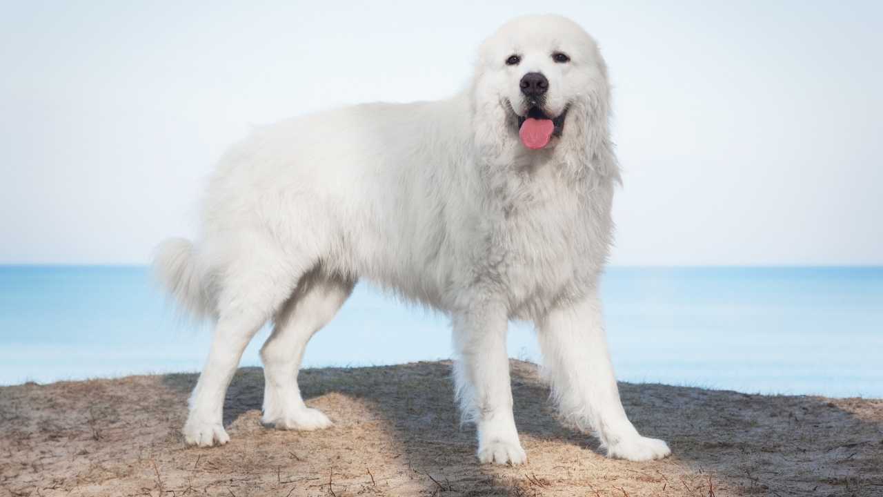 Polish Tatra Sheepdog