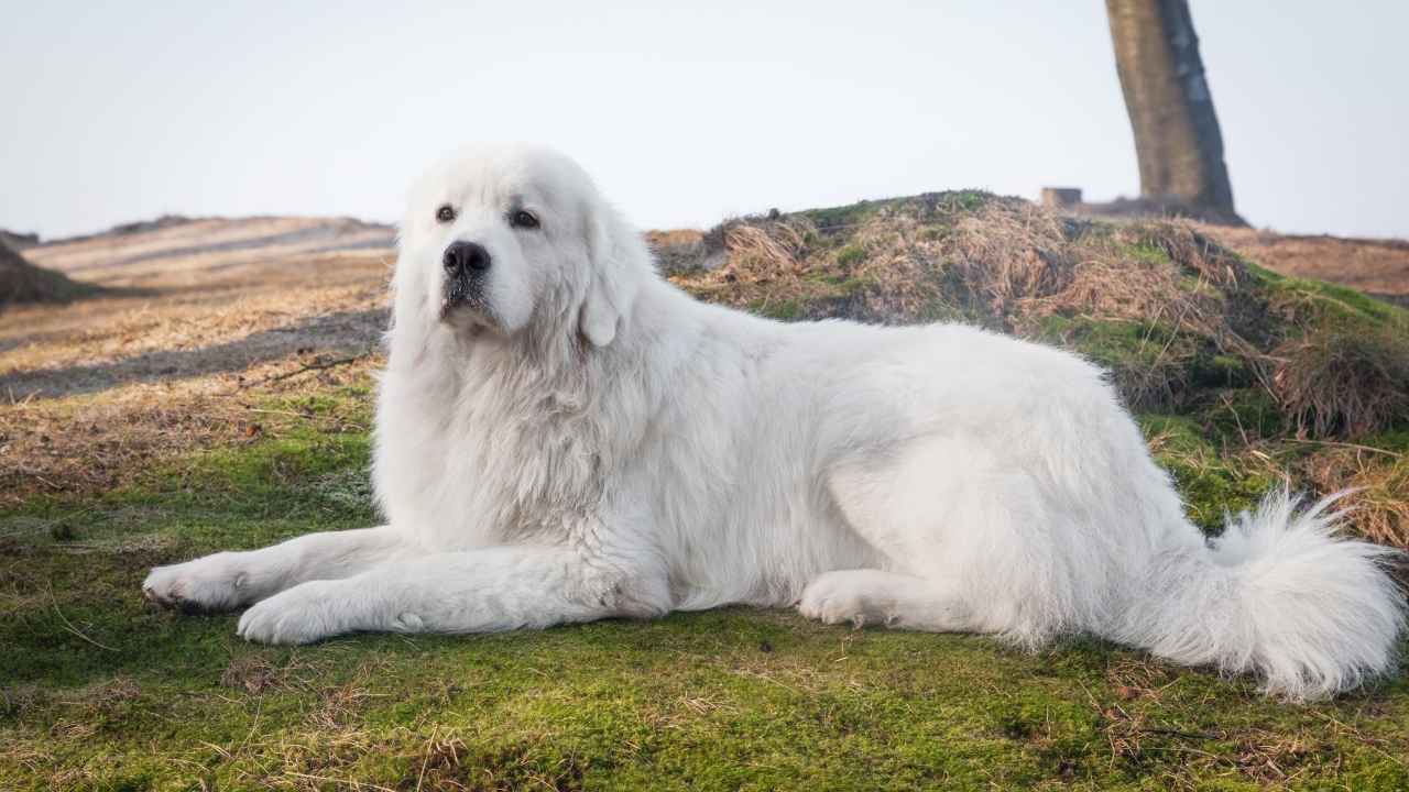 Polish Tatra Sheepdog