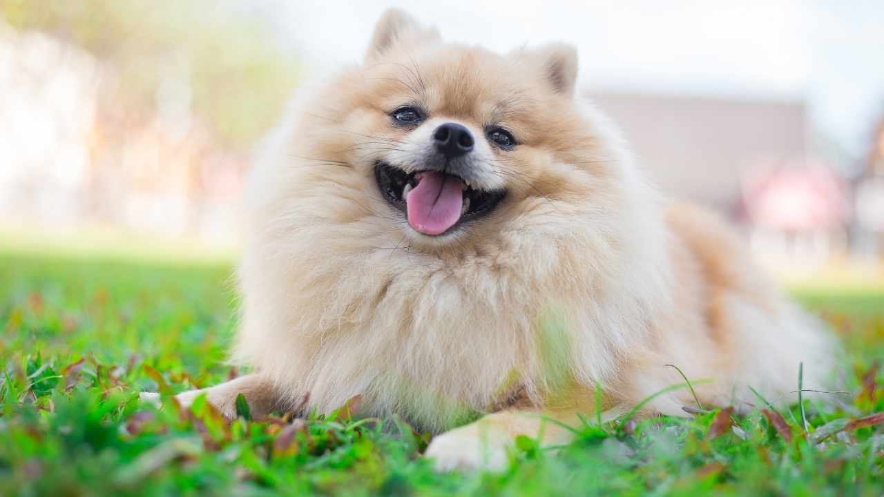 Pomeranian