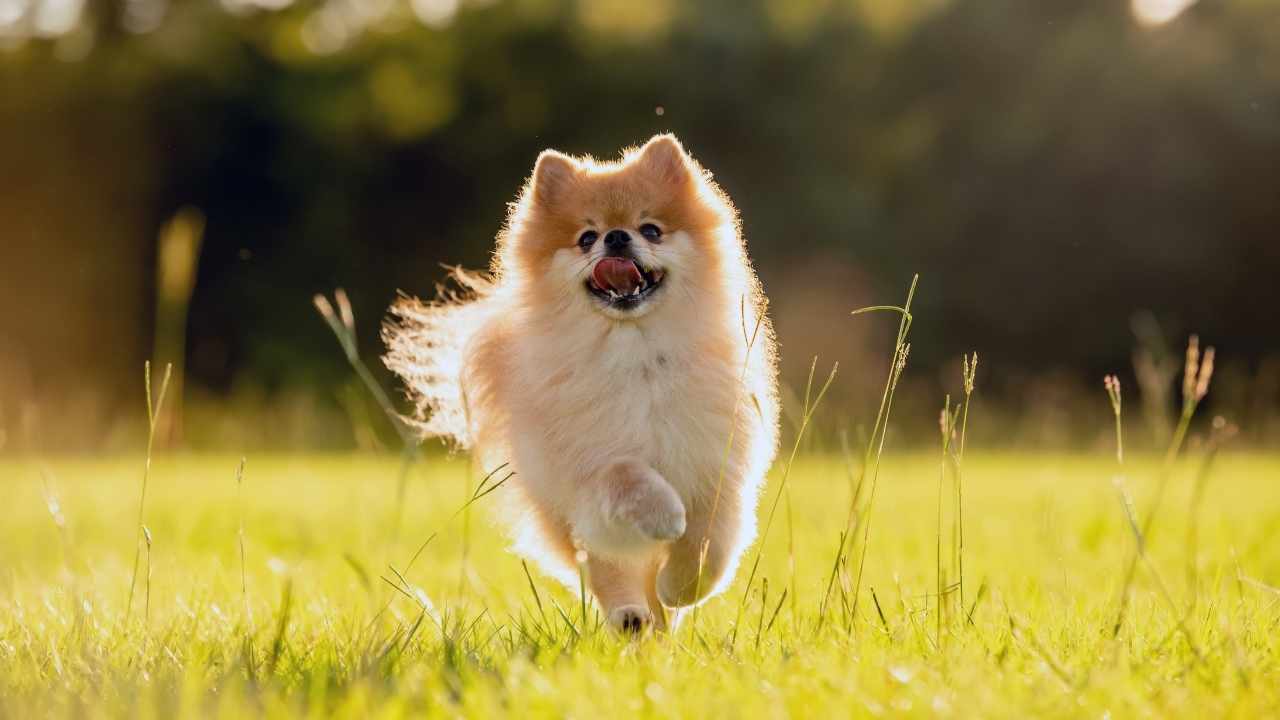 Pomeranian