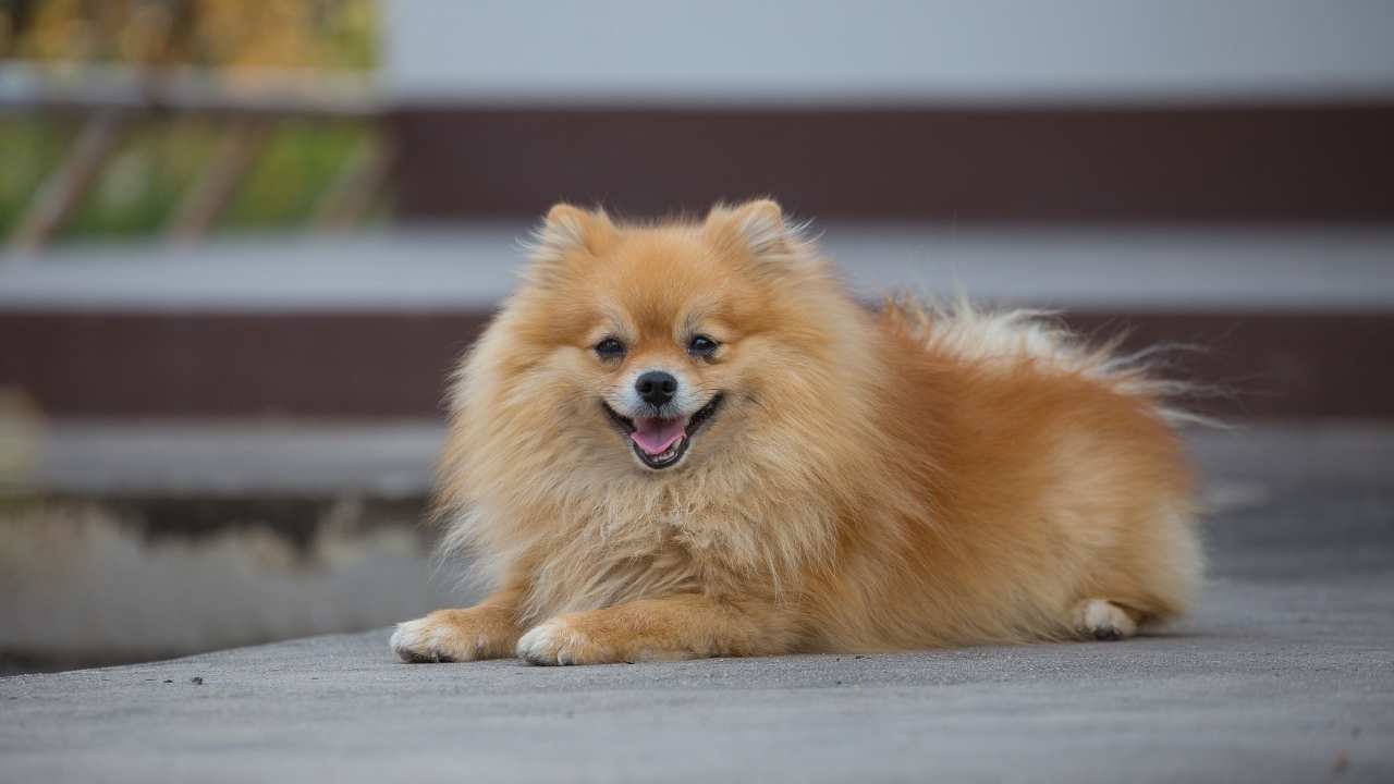 Pomeranian