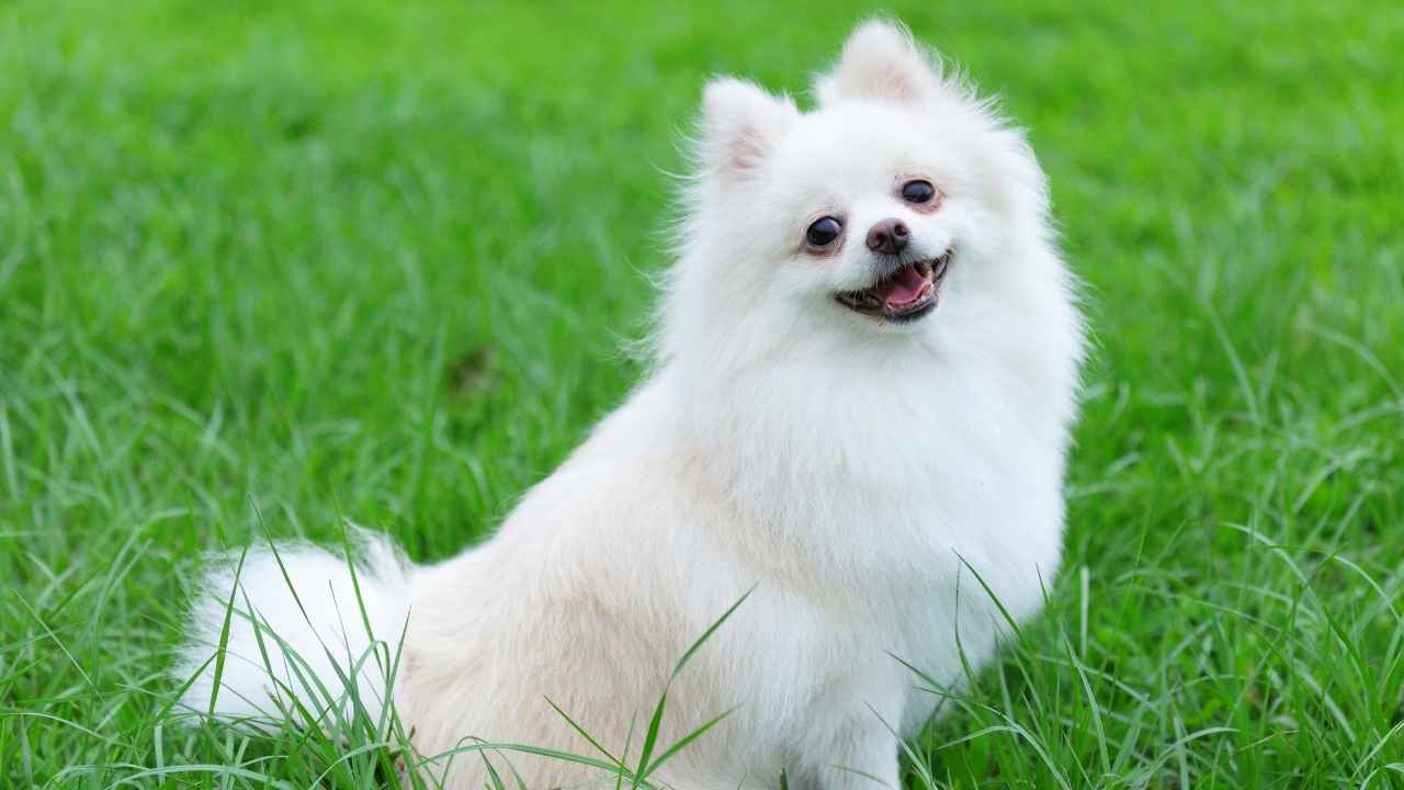 Pomeranian